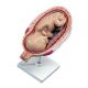 Fetal development 7th Month L10/8