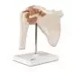 Functional Shoulder Joint A80