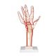 Hand Skeleton with Arteries M17