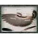 Wing and feathers of a dove (Columba palumbus) T30033