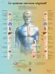 Anatomical poster the vegetative nervous system VR2610UUU