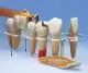 Dental Morphology Series, 7 part, 10 times life size - German W42528