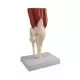 Knee Joint life size with muscles Erler Zimmer