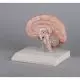 Model of the right brain half Erler Zimmer