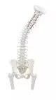 Vertebral column model with removable pelvis, femoral stumps Erler Zimmer