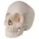 Articulated Adult Human Skull - Anatomical Boney Version, 22 part A290