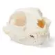 Cat Skull (Felis catus) T30020