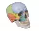 Didactical skull 3 parts Erler Zimmer