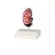 Kidney model, life size Erler Zimmer