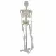 Mediprem human skeleton model 45 cm tall