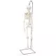 Mini Human Skeleton - Shorty - on hanging stand A18/1