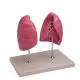 Mediprem left and right lung model enlarged 1.5 times