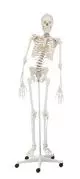 Human skeleton  