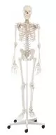 Human Skeleton Willi, standard with a 5 wheels mounted stand Erler Zimmer