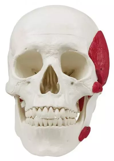 Skull with masticatory muscles 2 part Erler Zimmer
