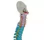 Mediprem didactic flexible spine model