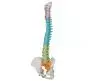 Mediprem didactic flexible spine model