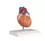 Mediprem life size heart model 2 parts