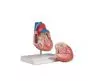 Mediprem life size heart model 2 parts