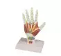 Mediprem hand structure model