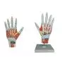 Mediprem hand structure model