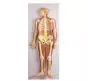 Mediprem nervous system model 1/2 life size