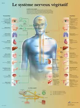 Anatomical poster the vegetative nervous system VR2610UUU