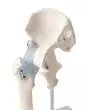 Hip joint with ligaments model Erler Zimmer