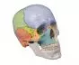 Didactical skull 3 parts Erler Zimmer