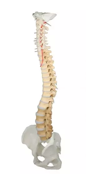 Vertebral column with pelvis and stand, didactical coloured Erler Zimmer