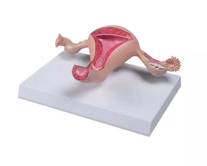 Life size uterus model Erler Zimmer