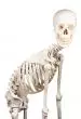 Human skeleton  "Hugo" Erler Zimmer