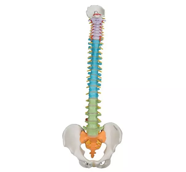 Mediprem didactic flexible spine model