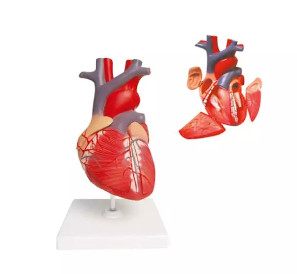 Mediprem heart model enlarged twice in 4 parts