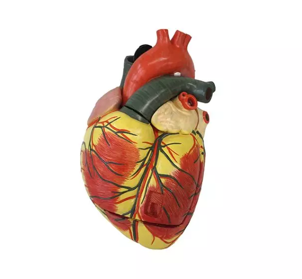 Mediprem enlarged heart model 3 parts