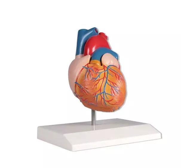 Mediprem life size heart model 2 parts