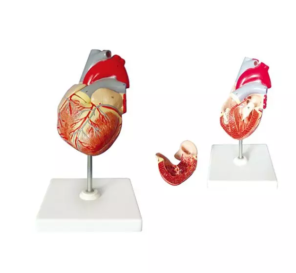 Mediprem heart model