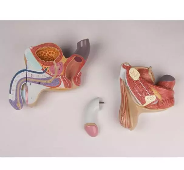 Mediprem male genital organ model in 4 parts
