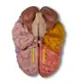 Brain functional / regional 5-parts Erler Zimmer