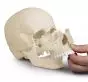 Osteopathic skull model 22 parts anatomical version R4701 Erler Zimmer