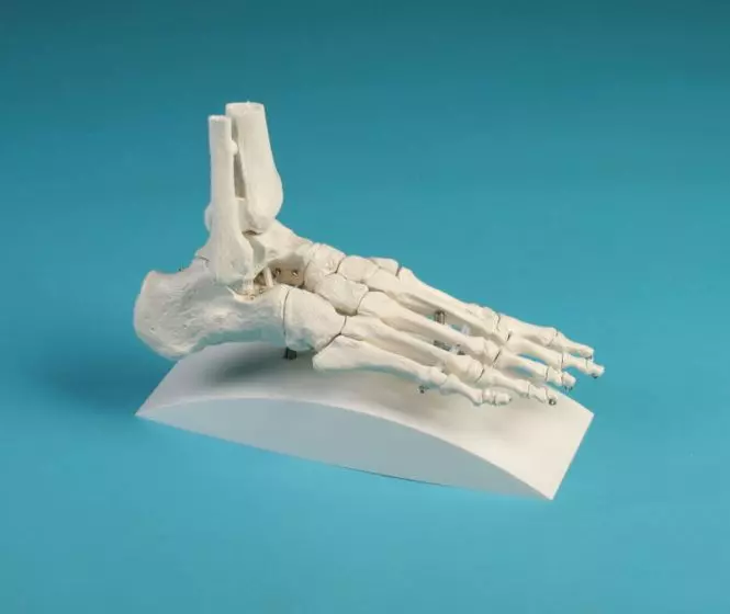 Skeleton of foot with tibia and fibula insertion with stand Erler Zimmer