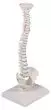 Miniature spinal column Erler Zimmer