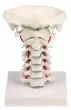 Cervical vertebral column model with stand Erler Zimmer 4073