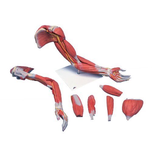 Deluxe Arm Muscles Model Life Size M11 For 584 48 In Muscle Model Deluxe Arm Muscles Model Life Size M11 For 584 48 In Muscle Model