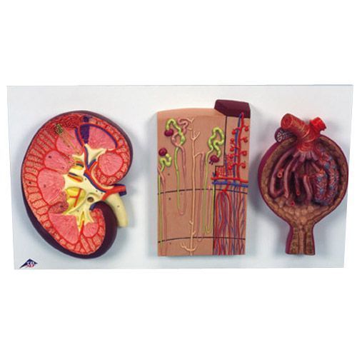 Kidney, Nephrons and Blood Vessels, Renal Corpuscle ...