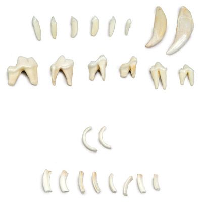 Types of Animal Teeth T30029 à £