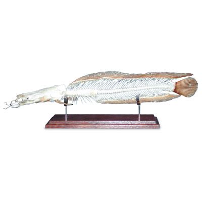 Fish skeleton – African catfish (Clarias lazera) T30046 à £256.00