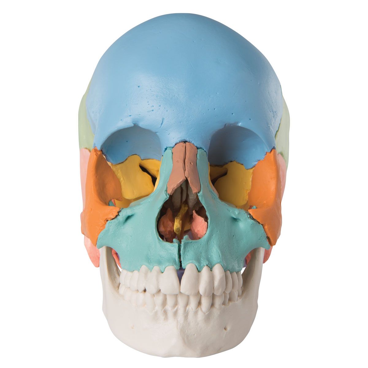 4D Human Anatomy Deluxe Didactic Exploded Skull Model – LittleLeahCo
