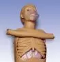 Adult CPR Torso W45117