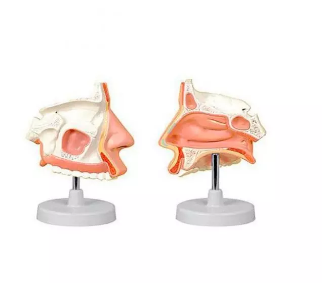 Mediprem nasal cavity model